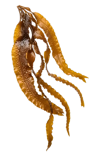 Imagen PNG para descargar